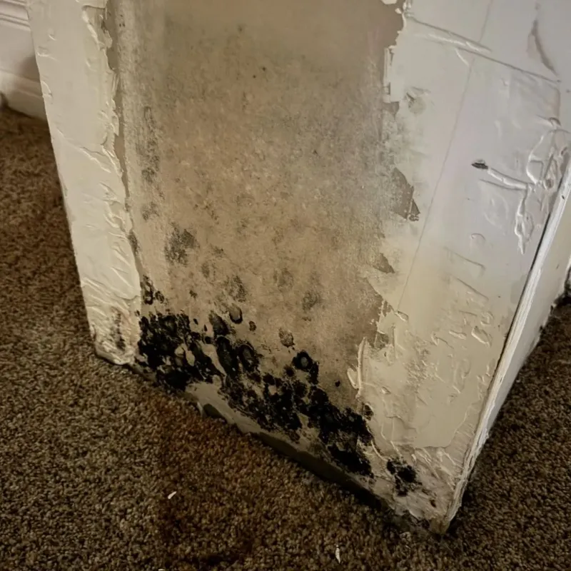 Professional Mold Removal in Farmington, NM